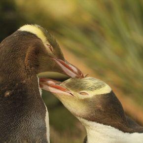 Yellow-eyed penguin