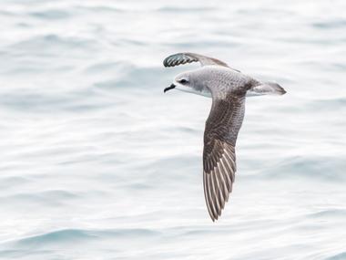 Cook's petrel