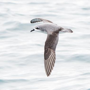 Cook's petrel