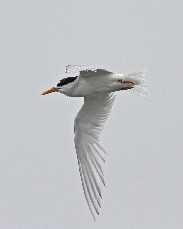 Fairy tern