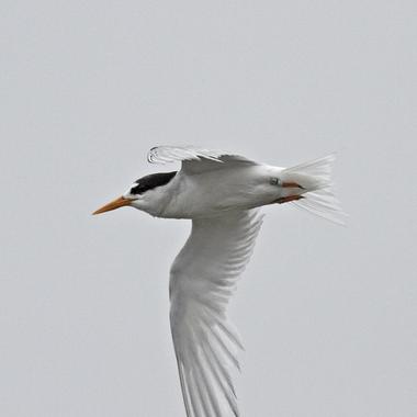 Fairy tern