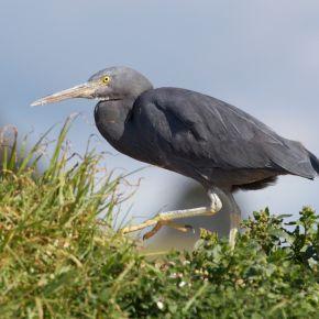 Reef heron