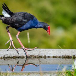 Pūkeko