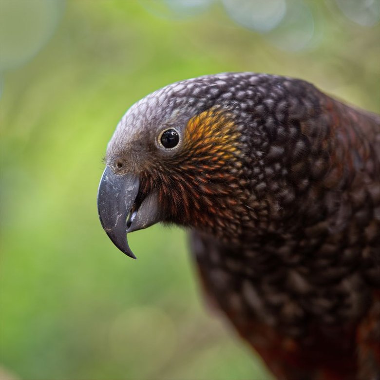 Kākā