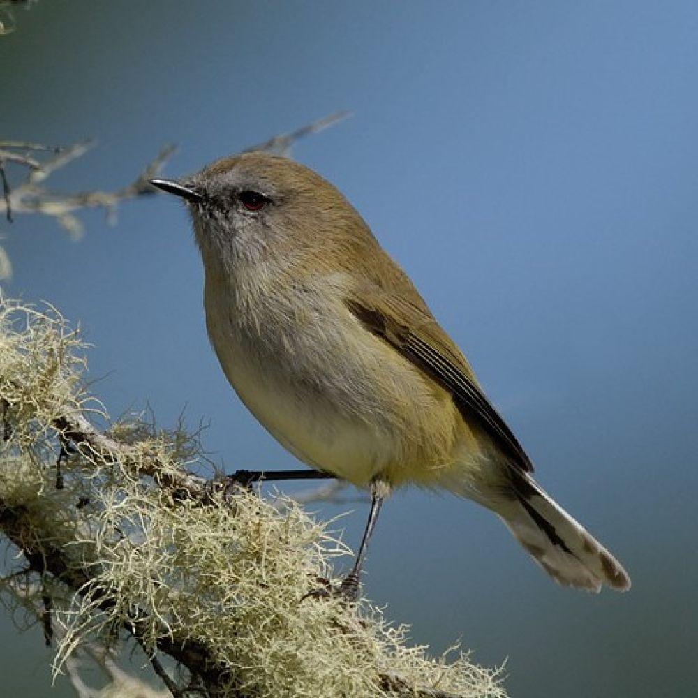 Grey warbler