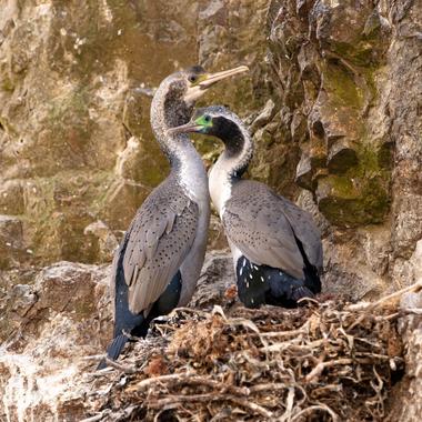 Spotted shag