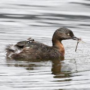 New Zealand dabchick
