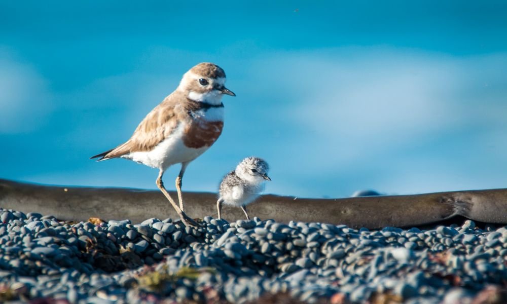 Banded dotterel