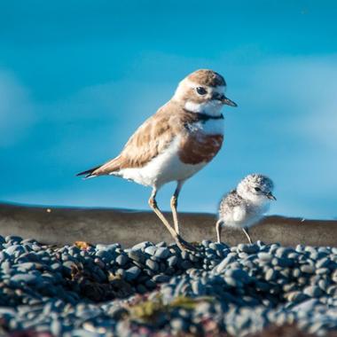 Banded dotterel