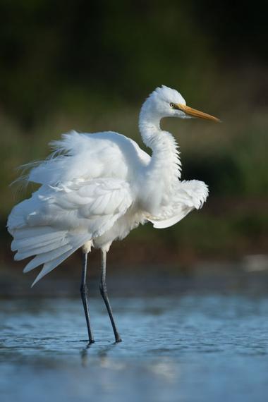 White heron