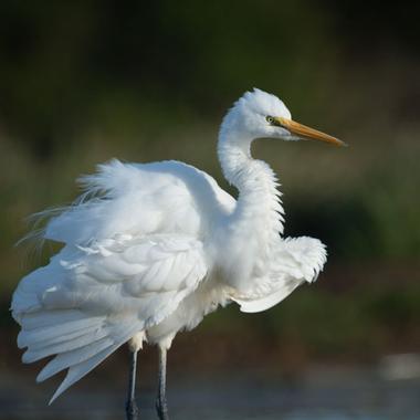 White heron