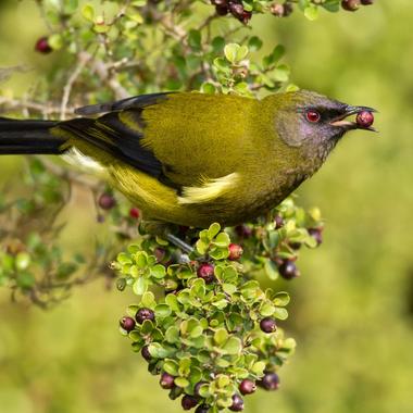 Bellbird