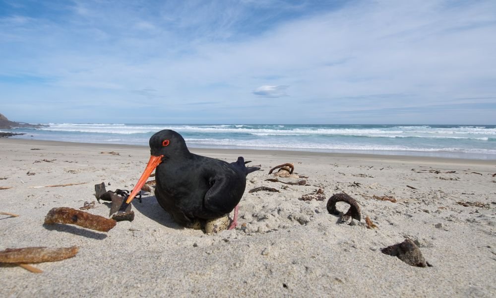 Variable oystercatcher