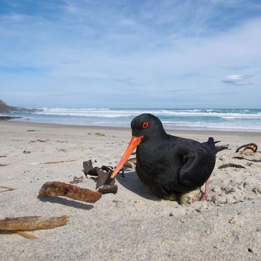 Variable oystercatcher