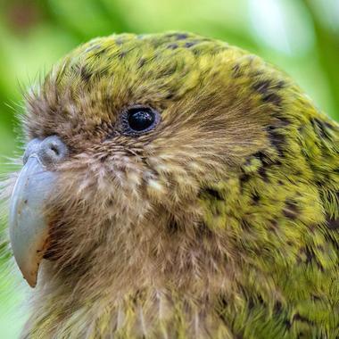 Kākāpō