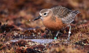 Southern New Zealand dotterel