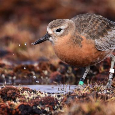 Southern New Zealand dotterel