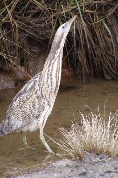 Australasian bittern