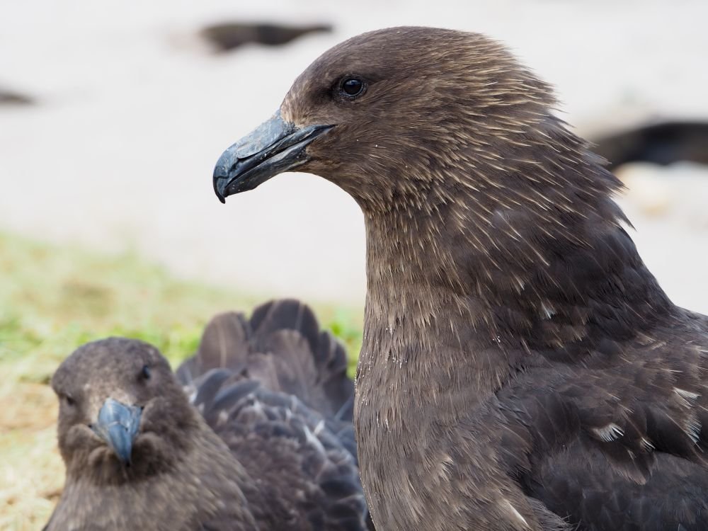 Subantarctic skua