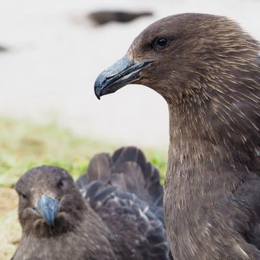 Subantarctic skua