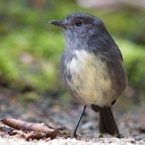 New Zealand robin