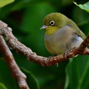 Silvereye