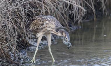 Australasian bittern