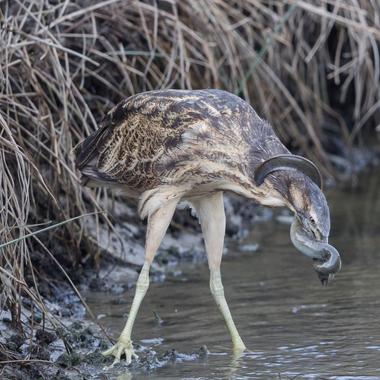 Australasian bittern