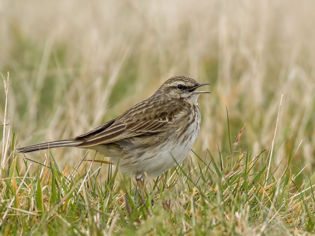 Pipit