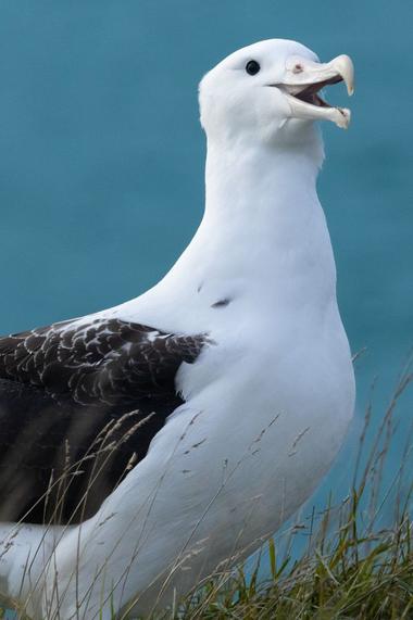 Northern Royal Albatross
