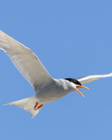 Black-fronted tern