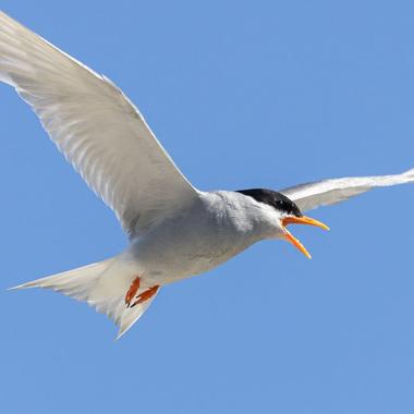 Black-fronted tern