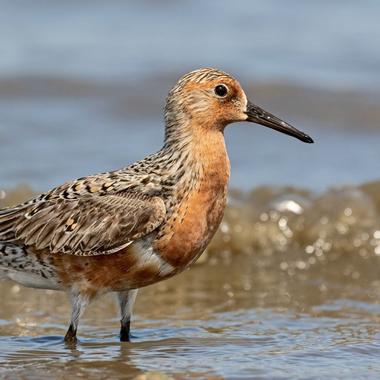 Red knot