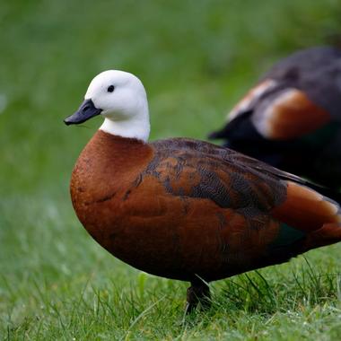 Paradise shelduck