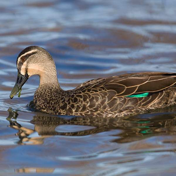 Grey Duck* Grey Duck*
