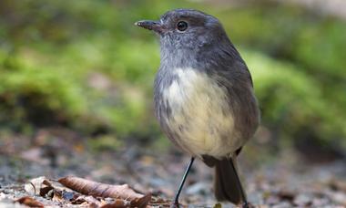 New Zealand robin