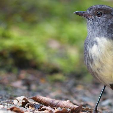 New Zealand robin