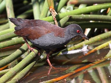 Spotless crake