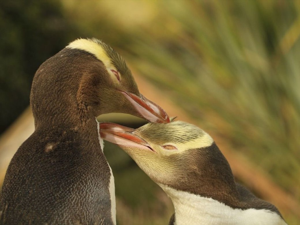 Yellow-eyed penguin