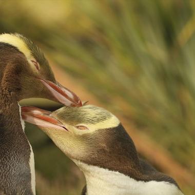 Yellow-eyed penguin